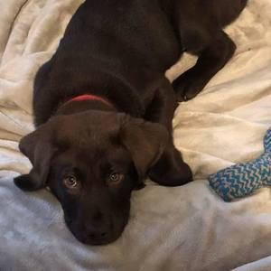 Meet your Posher, Josh